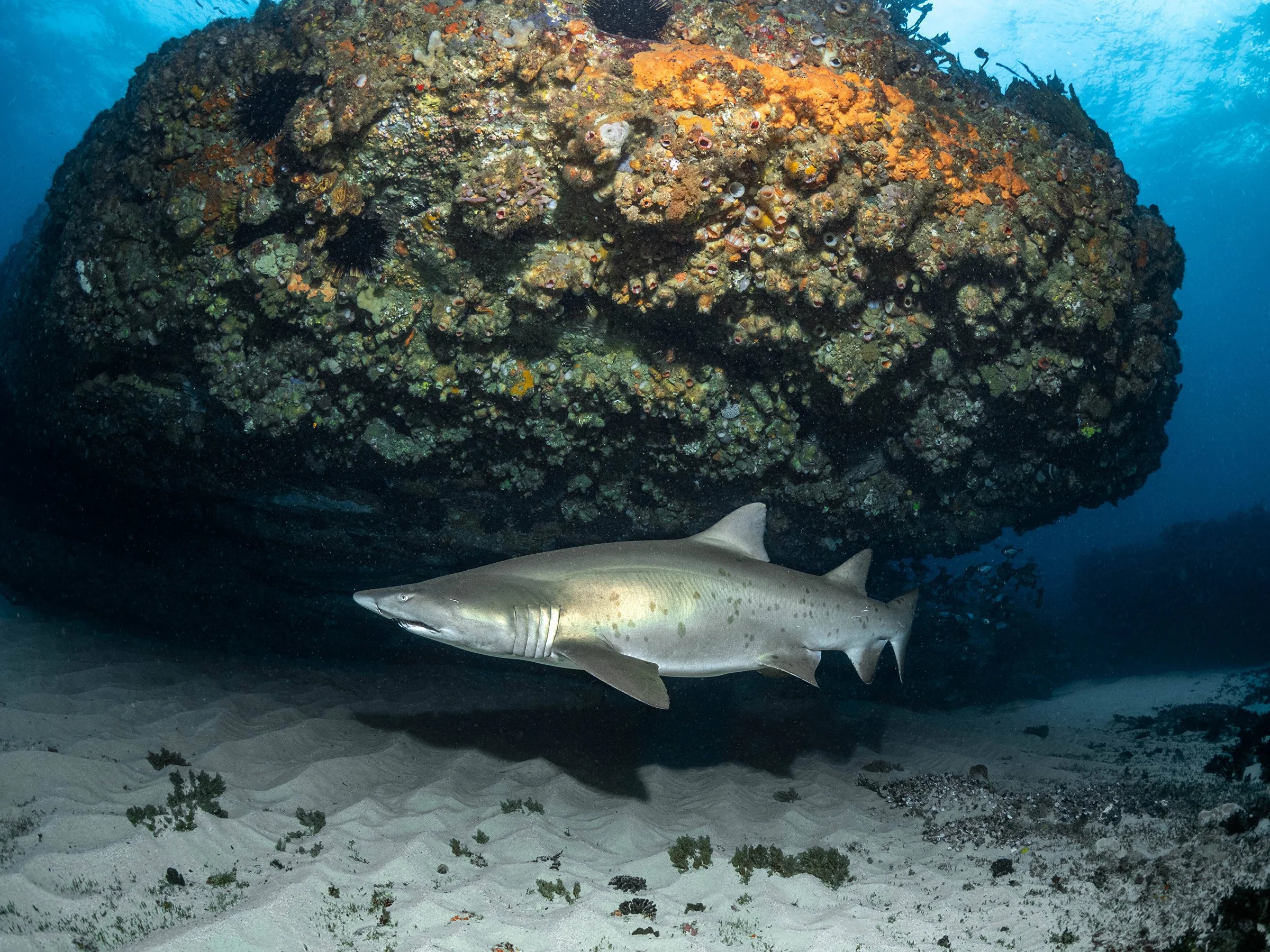 Grey Nurse Shark in South Bondi