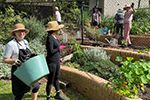 Waverley Community Garden 