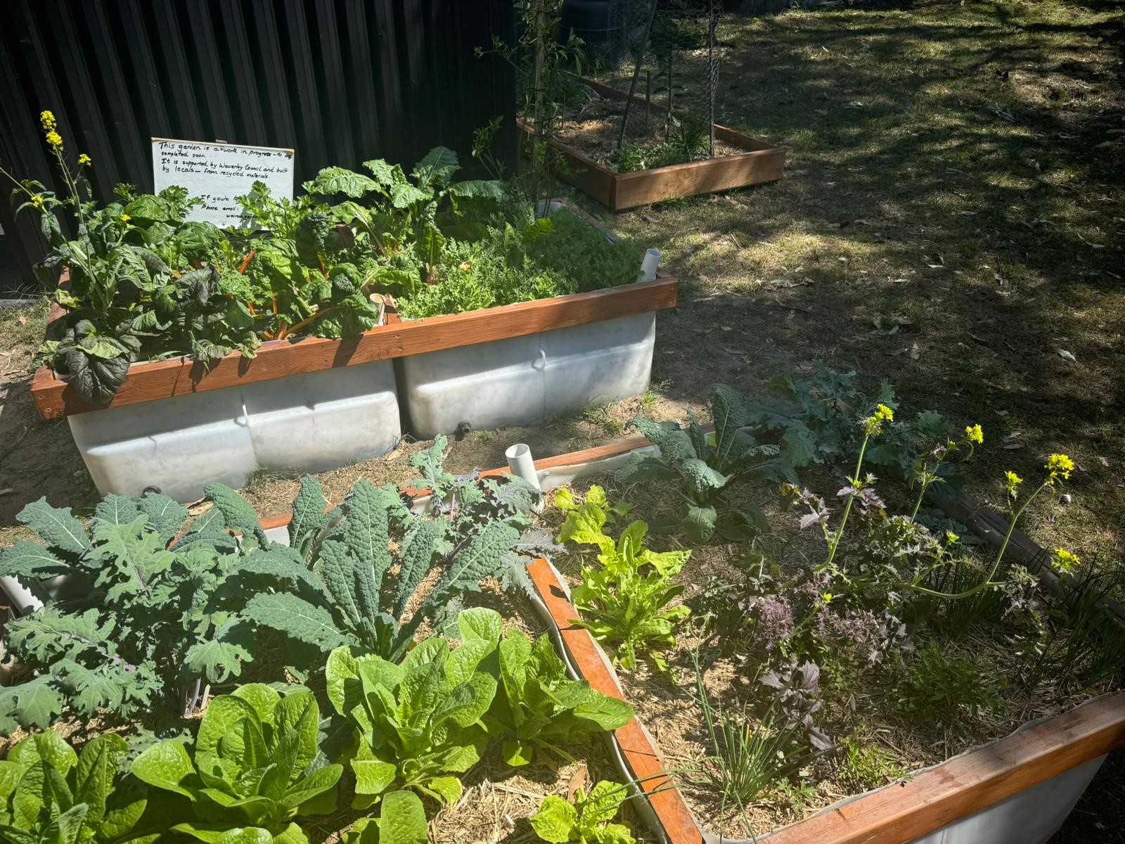 veggie patches at wairoa reserve