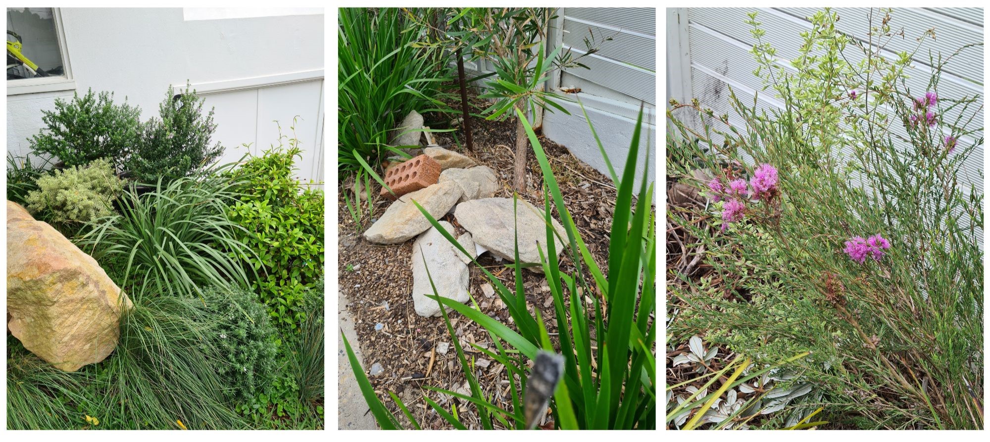 3 photos of native plants and sandstone rocks in Megan's garden